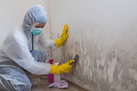 Why You Should Choose Our Mold Remediation Services in Winnsboro, TX